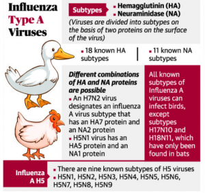 Avian Influenza (H5N1) – UPSC Prelims – IAS4Sure